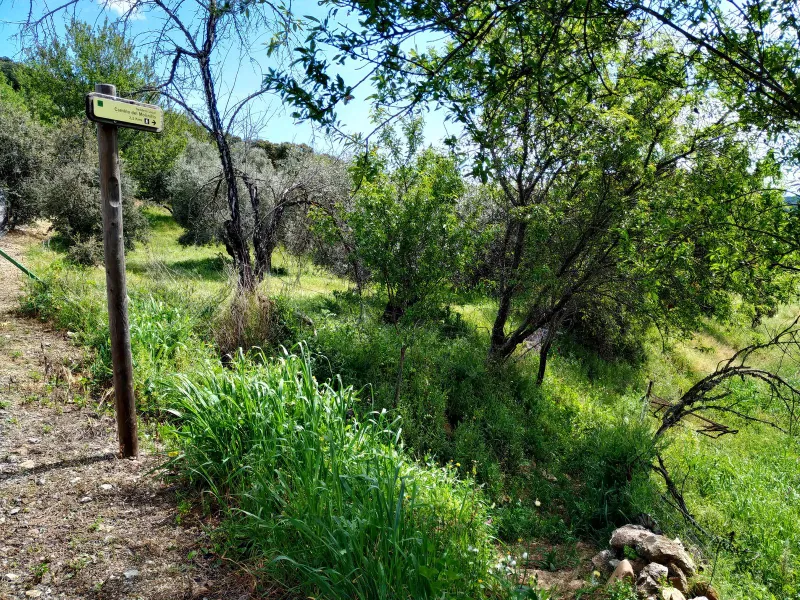 Molinillo 2