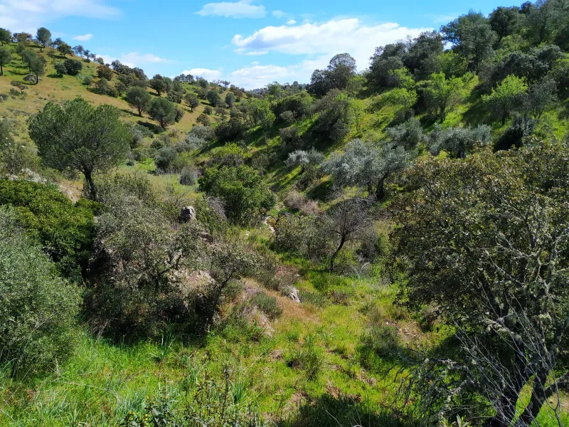 Molinillo 5